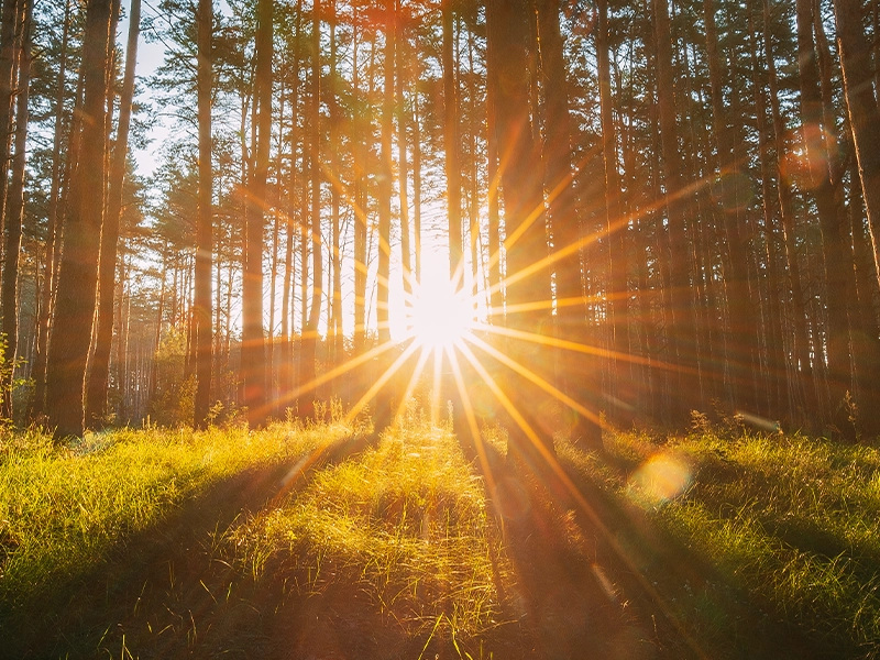 Sonnenaufgang im Wald mit Sonnenstrahlen, die zwischen den Bäumen hindurchscheinen. Der Boden ist mit grünem Gras bedeckt, das von warmem, goldenen Licht beleuchtet wird. Die Sonnenstrahlen erzeugen ein strahlenförmiges Muster, das die friedliche und natürliche Atmosphäre der Szene betont.